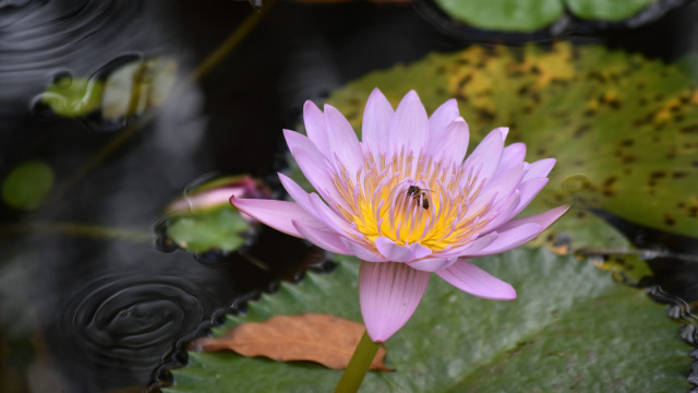 Purple flower bee lily pond free wallpaper for desktop - medium preview image