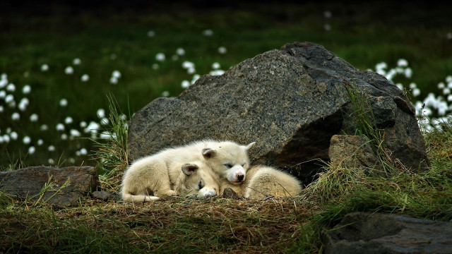 Polar bears rocky hillside christmas free wallpaper for desktop - medium preview image