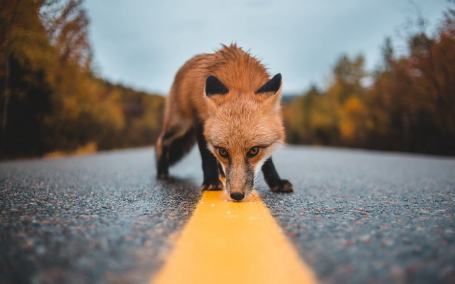 Fox yellow object woods autumn free wallpaper for desktop - medium preview image