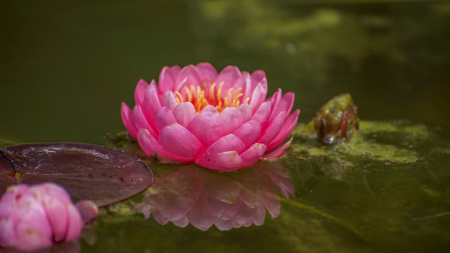 Pink flower floating pond lily #2 free wallpaper for desktop - medium preview image