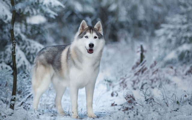 Husky snow forest winter naturalism free wallpaper for desktop - medium preview image