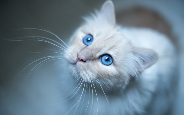White cat blue eyes looking #2 free wallpaper for desktop - medium preview image