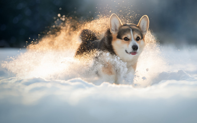Dog snow shiba inu impressionist free wallpaper for desktop - medium preview image