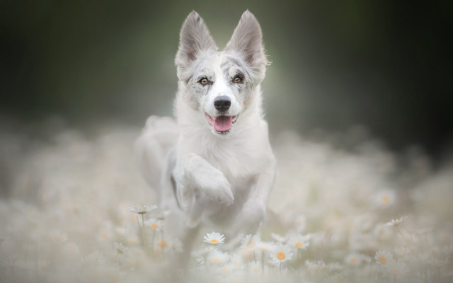 Dog running daisies open mouth free wallpaper for desktop - medium preview image