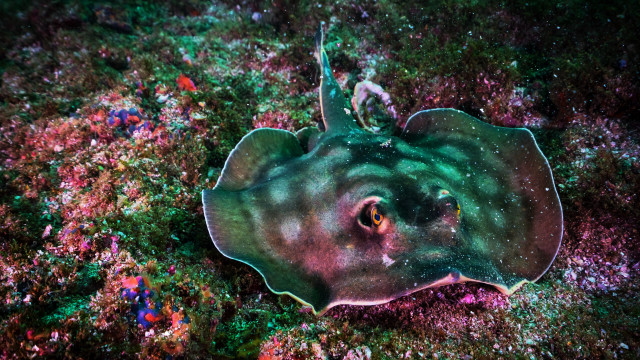 Stingfish holography puzzle biolu minescence free wallpaper for desktop - medium preview image