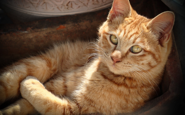 Sad cat in basket realistic free wallpaper for desktop - medium preview image