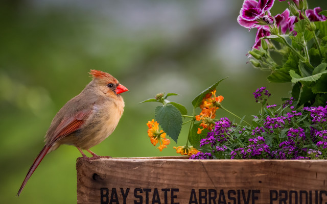 Bird perched flower box tilt free wallpaper for desktop - medium preview image