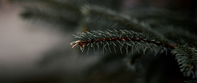 Pine branch needles macro shallow free wallpaper for desktop - medium preview image