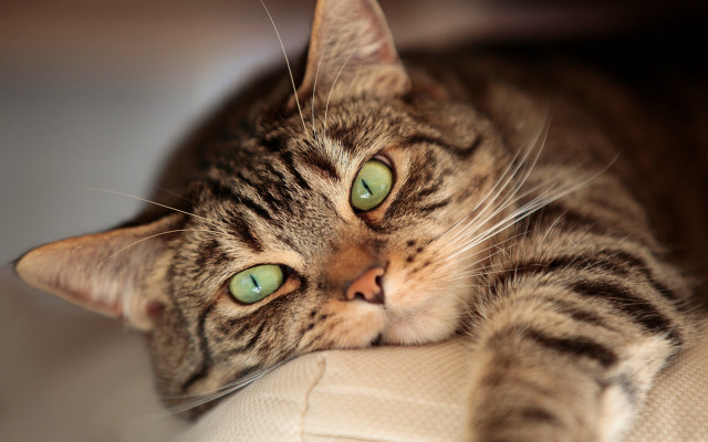 Cat green eyes sad look #2 free wallpaper for desktop - medium preview image