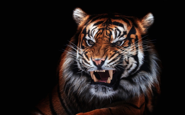 Tiger open mouth 3d render free wallpaper for desktop - medium preview image