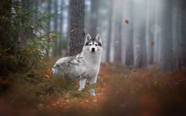 White dog forest falling leaves free wallpaper for desktop - medium preview image