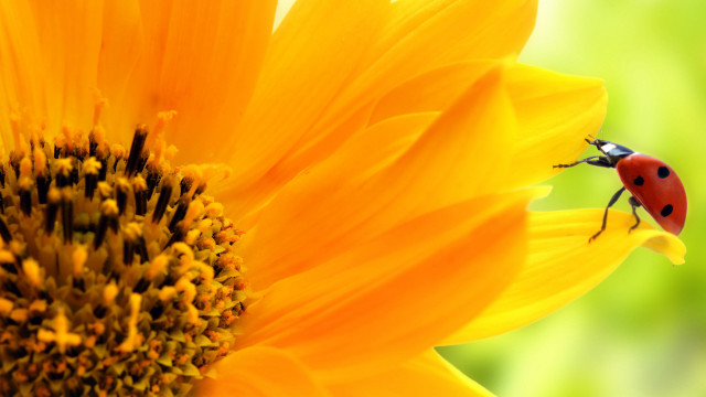 Ladybug sunflower green background yellow free wallpaper for desktop - medium preview image