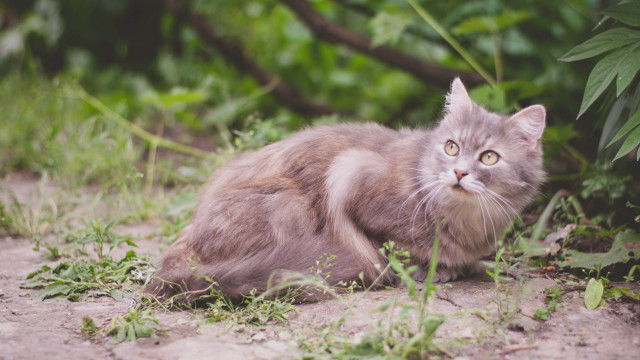 Sad cat in grass bushes free wallpaper for desktop - medium preview image