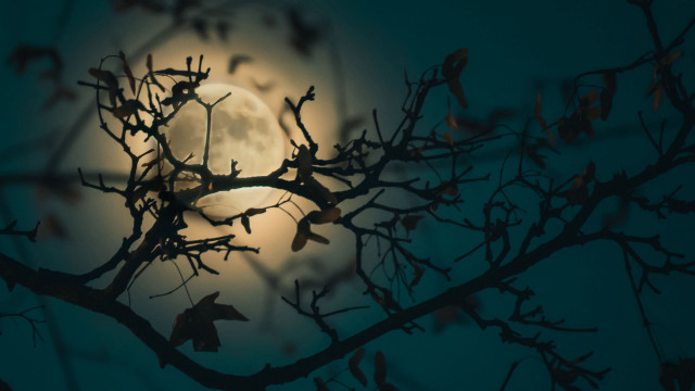 Moon branches bare tree bat free wallpaper for desktop - medium preview image