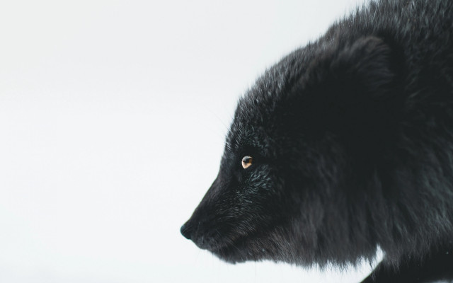 Black bear nature portrait animal free wallpaper for desktop - medium preview image