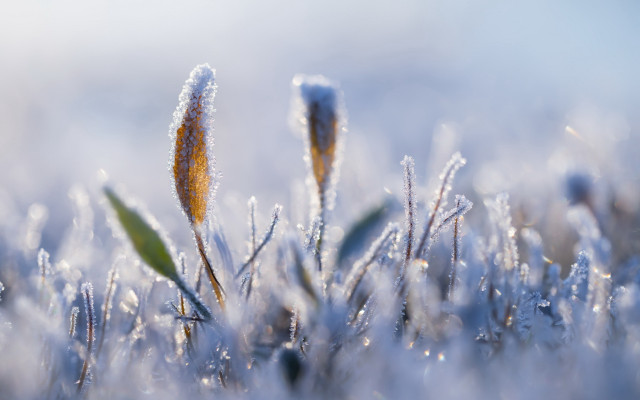 Frosted grass dew blue sky free wallpaper for desktop - medium preview image