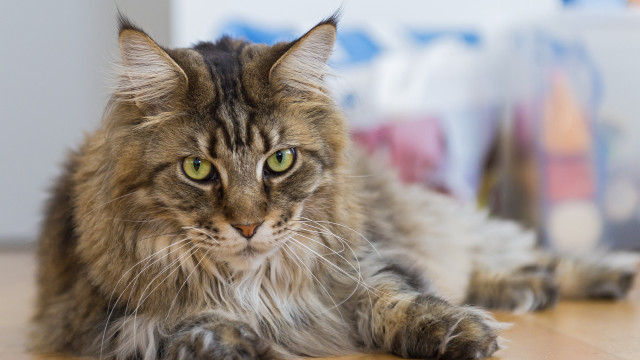 Regal cat on wooden floor free wallpaper for desktop - medium preview image