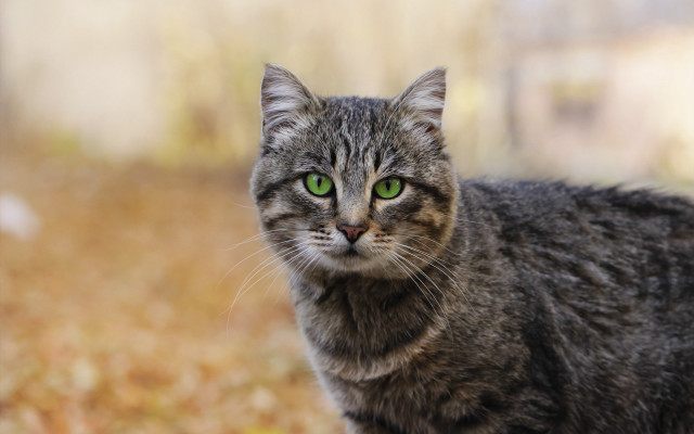 Black cat green eyes symmetrical #2 free wallpaper for desktop - medium preview image