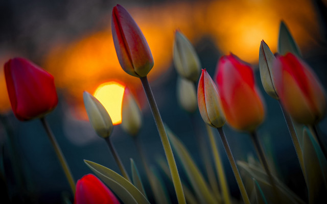 Red yellow tulips sunset field free wallpaper for desktop - medium preview image