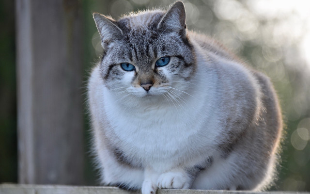 Cat blue eyes fence post free wallpaper for desktop - medium preview image