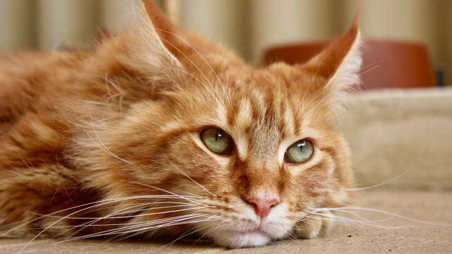 Sad cat floor photorealism blurry free wallpaper for desktop - medium preview image