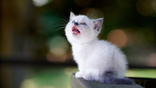 White kitten open mouth looking free wallpaper for desktop - medium preview image