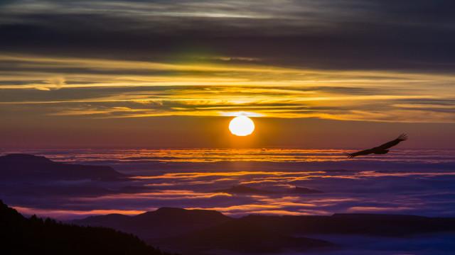 Bird sunset mountain clouds ocean free wallpaper for desktop - medium preview image