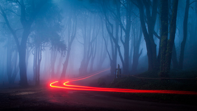 Foggy forest car red light free wallpaper for desktop - medium preview image