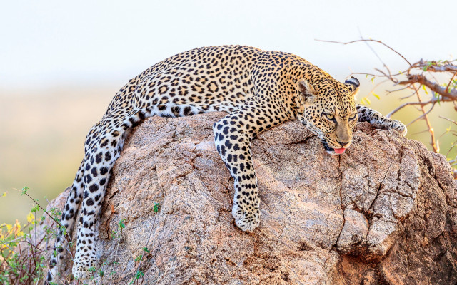 Leopard rock wild open mouth free wallpaper for desktop - medium preview image