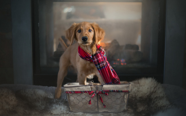 Dog basket scarf plaid arts free wallpaper for desktop - medium preview image