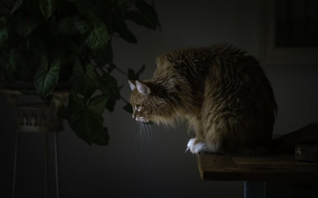 Cat table dark light plant free wallpaper for desktop - medium preview image