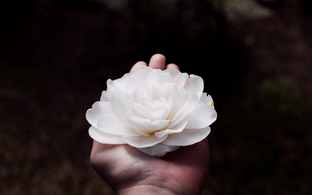 White flower hand shallow depth free wallpaper for desktop - medium preview image
