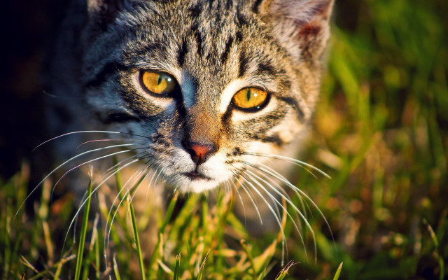 Cat yellow eyes grass sad #2 free wallpaper for desktop - medium preview image