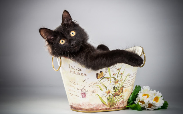 Black cat bucket flower butterfly free wallpaper for desktop - medium preview image