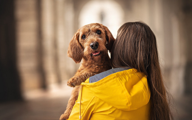 Woman holding dog yellow jacket free wallpaper for desktop - medium preview image