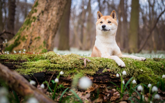 Dog moss log woods white free wallpaper for desktop - medium preview image