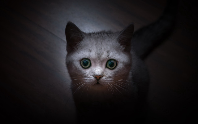 White cat green eyes symmetrical #2 free wallpaper for desktop - medium preview image