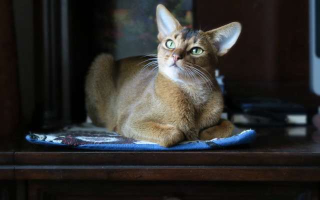 Cat bluetable felix darley depthblur free wallpaper for desktop - medium preview image