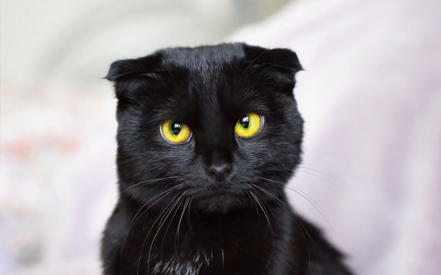 Black cat yellow eyes bed #3 free wallpaper for desktop - medium preview image