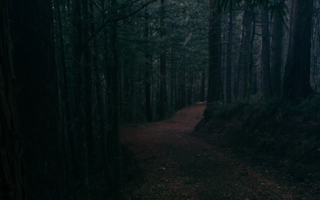Dark forest path moonlight starry free wallpaper for desktop - medium preview image