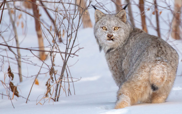 Lynx snowy forest yelloweyes blacknose free wallpaper for desktop - medium preview image