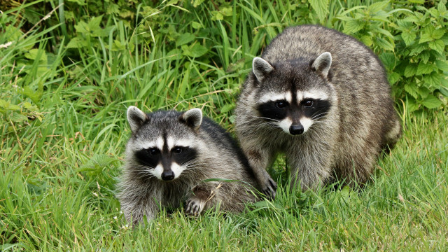 Raccoons grass bushes day nature free wallpaper for desktop - medium preview image