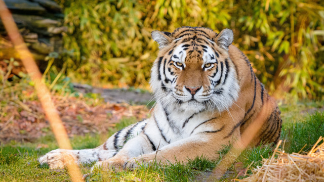 Tiger grass bushes autumn nature free wallpaper for desktop - medium preview image