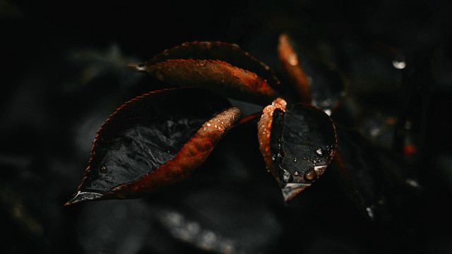 Leaf water droplets macro night #2 free wallpaper for desktop - medium preview image