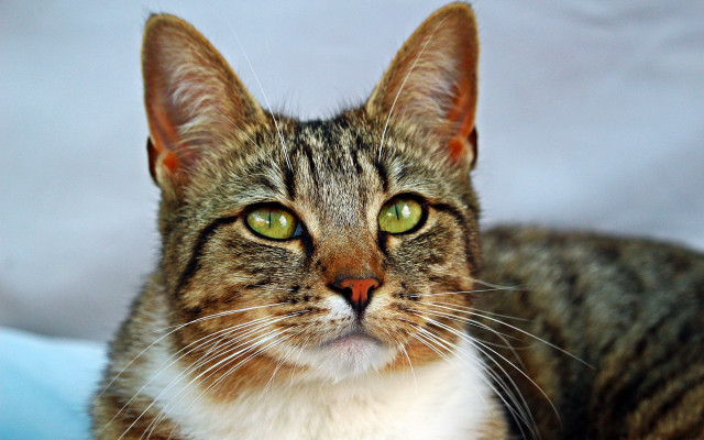 Black cat green eyes sad #3 free wallpaper for desktop - medium preview image