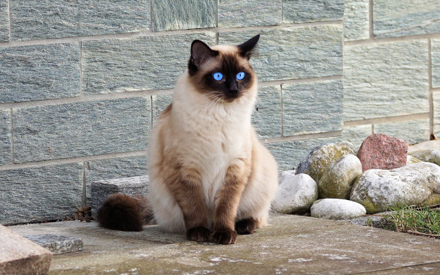 Cat blue eyes sitting stone free wallpaper for desktop - medium preview image