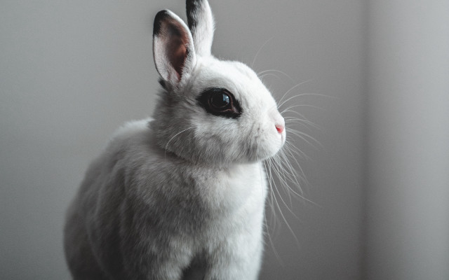 White rabbit black nose serious free wallpaper for desktop - medium preview image