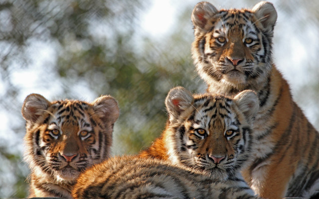 Three tigers rock blurry background free wallpaper for desktop - medium preview image