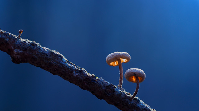Mushrooms tree branch blue background free wallpaper for desktop - medium preview image