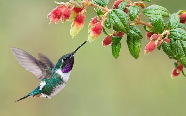 Hummingbird flower open wings green free wallpaper for desktop - medium preview image
